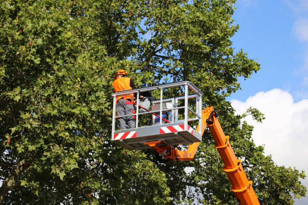 Best Leaf Removal  in Old Orchard, PA